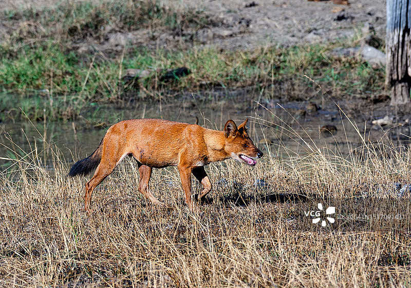 狮子走在草地上的侧面照图片素材
