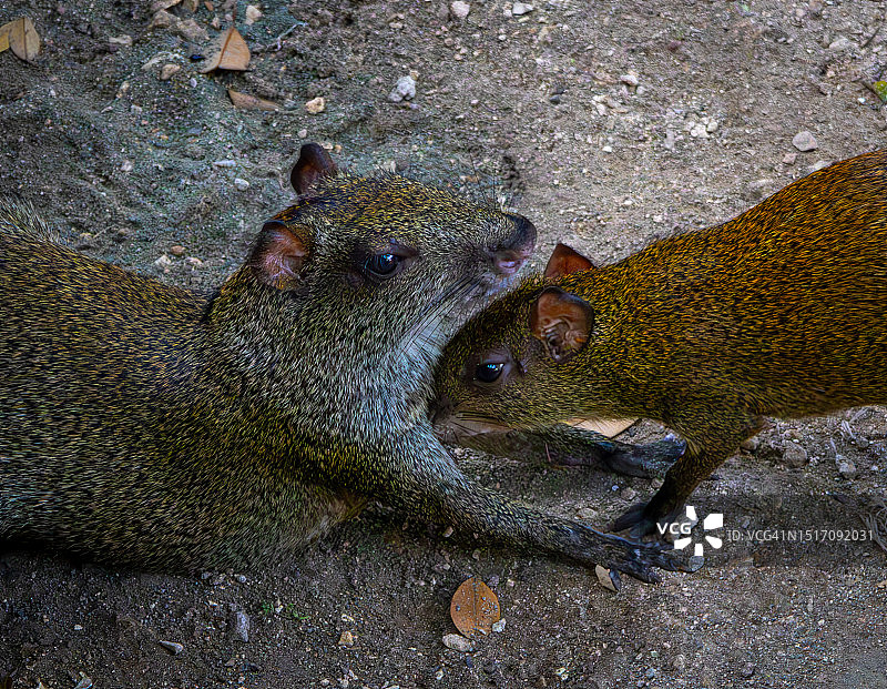 岩石上蜥蜴的高角度视图图片素材