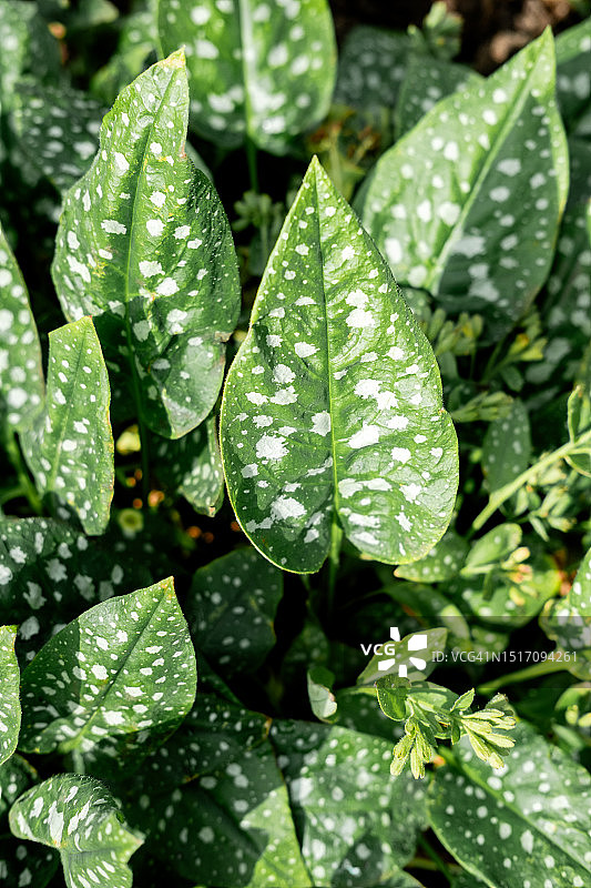 粉红佳人肺草的斑点叶子俯视图图片素材