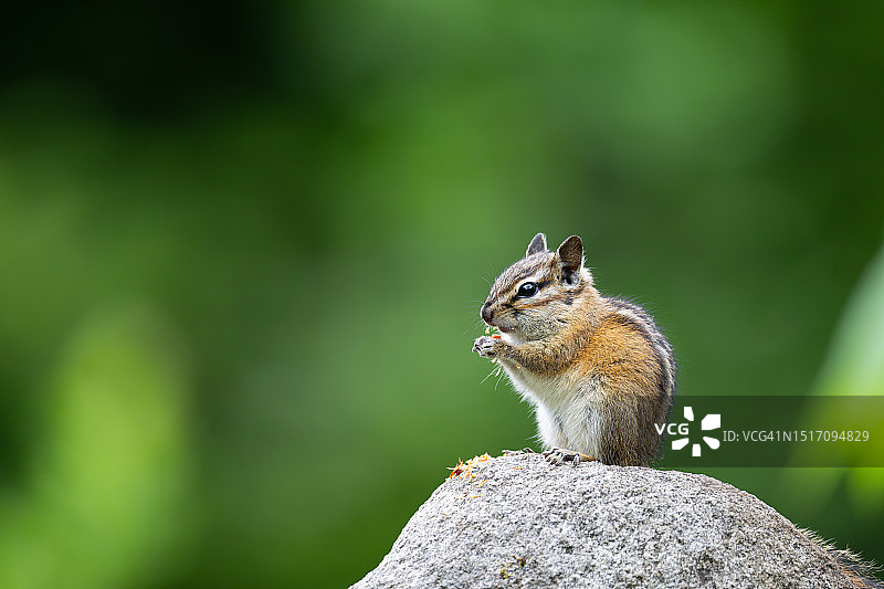 加拿大岩石上的地松鼠特写图片素材