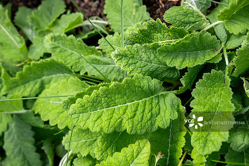 柠檬香蜂草叶子特写顶部视图图片素材