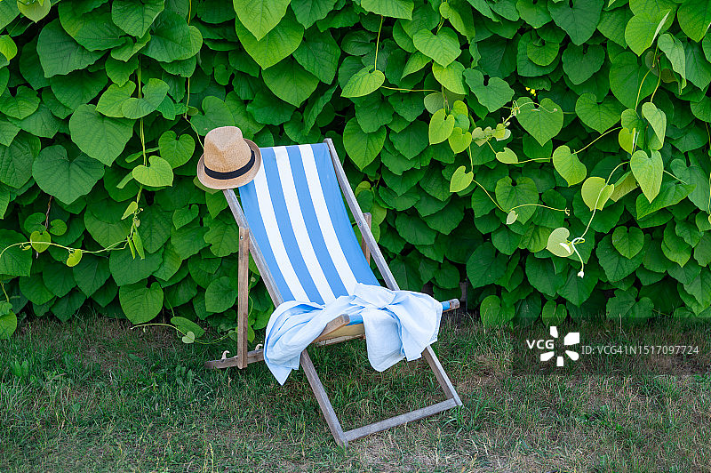 植物前的空椅子图片素材