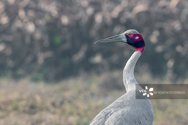 户外栖息的起重机特写图片素材