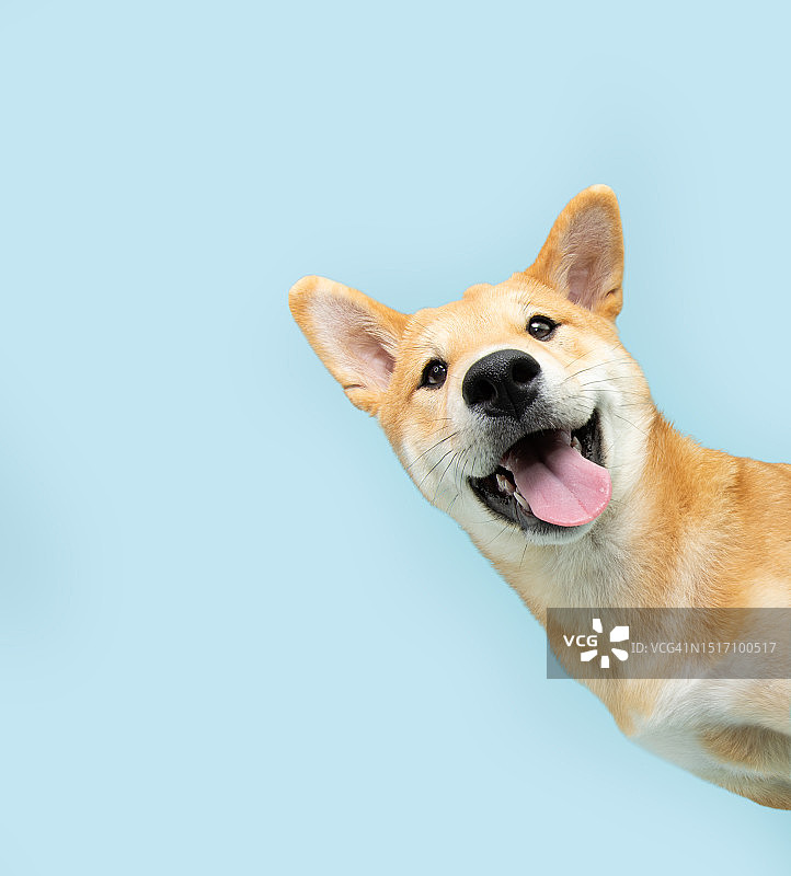 蓝色背景下的柴犬肖像图片素材