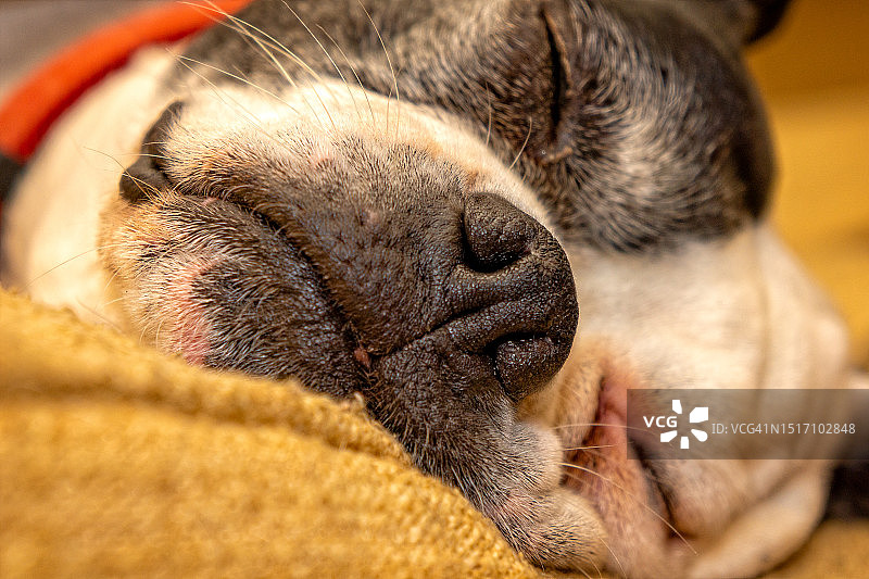 波士顿梗犬睡眠特写，华盛顿州伊萨夸，美国图片素材