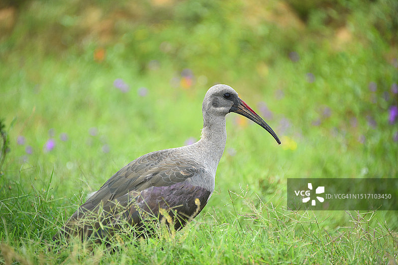 鹮科鸟类栖息在草地上的特写图片素材