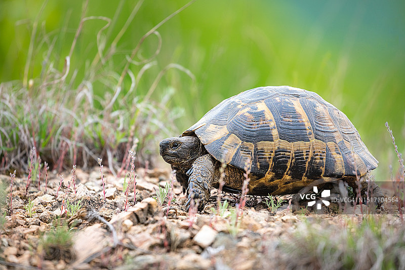 田野上的龟壳特写图片素材