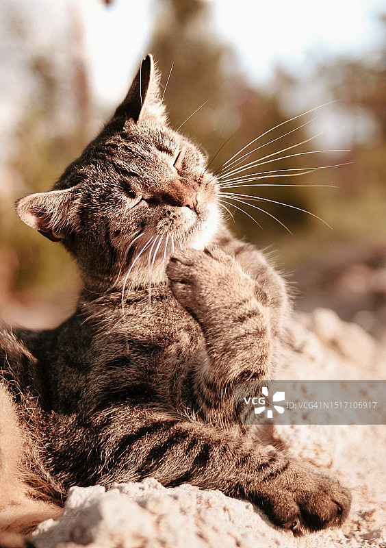 猫坐在户外的特写图片素材