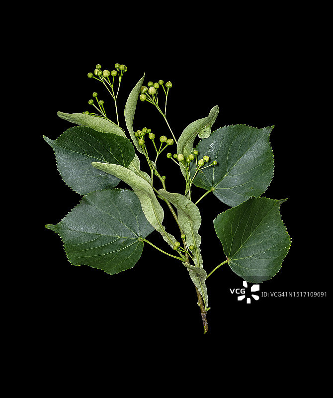 黑色背景下的植物特写图片素材