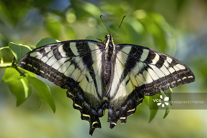 蝴蝶在花上采蜜的特写，美国俄勒冈州波特兰市图片素材