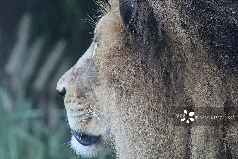 美国俄亥俄州辛辛那提市的雄狮特写图片素材