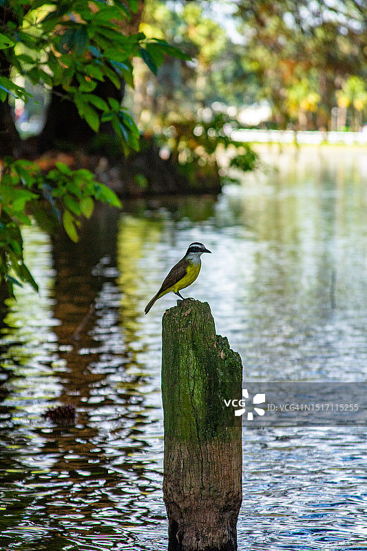 歌鹡鸰栖息在木桩上的特写图片素材