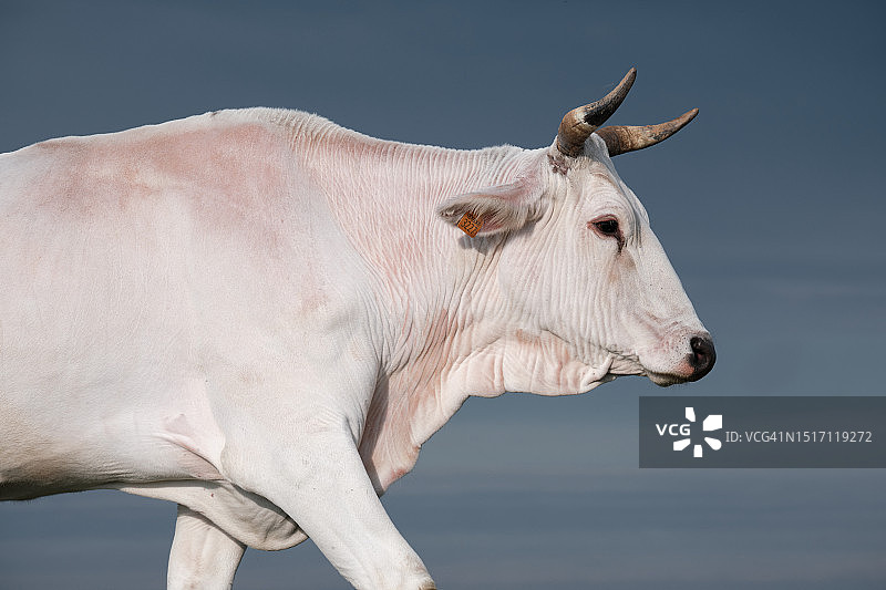 牛站在湖边的侧面照图片素材
