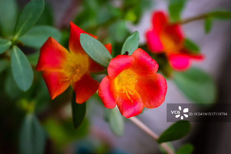 红色开花植物特写图片素材