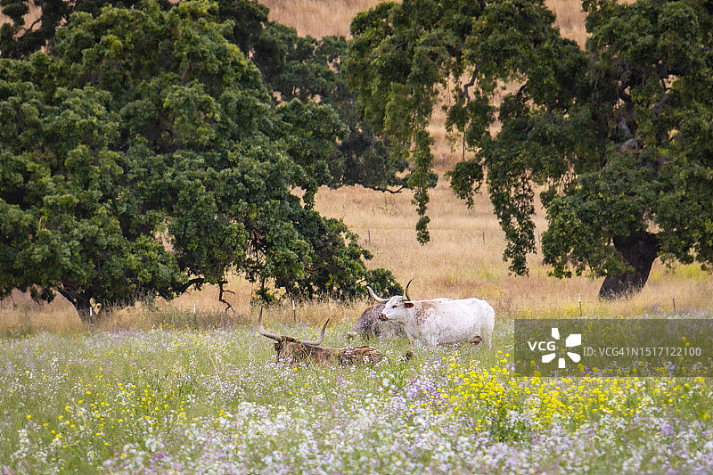 牛在草地上吃草的侧面图，美国加利福尼亚州吉尔罗伊图片素材