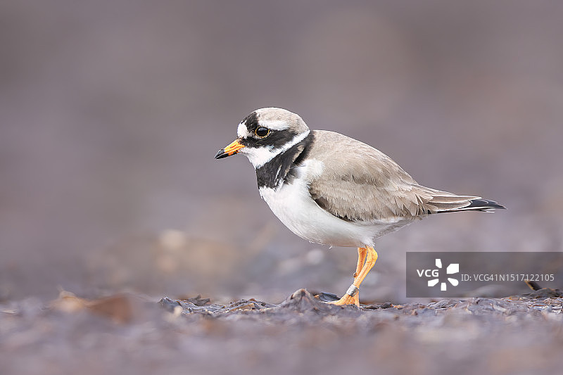 鸻科鸟类栖息在沙滩上的特写图片素材