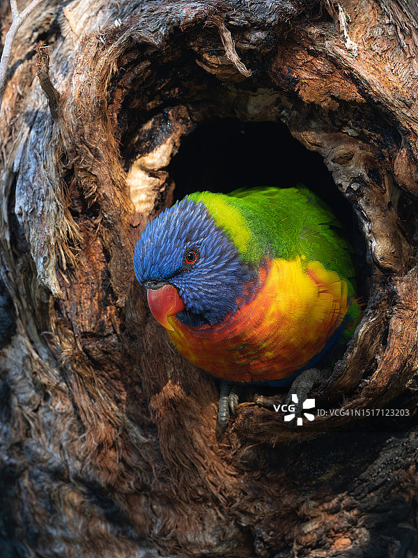 彩虹鹦鹉栖息在树上的特写图片素材