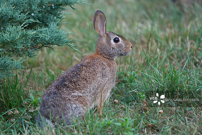 原尾兔在田野特写图片素材
