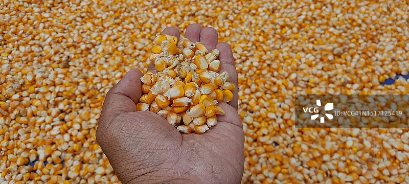 手持玉米粒图片素材