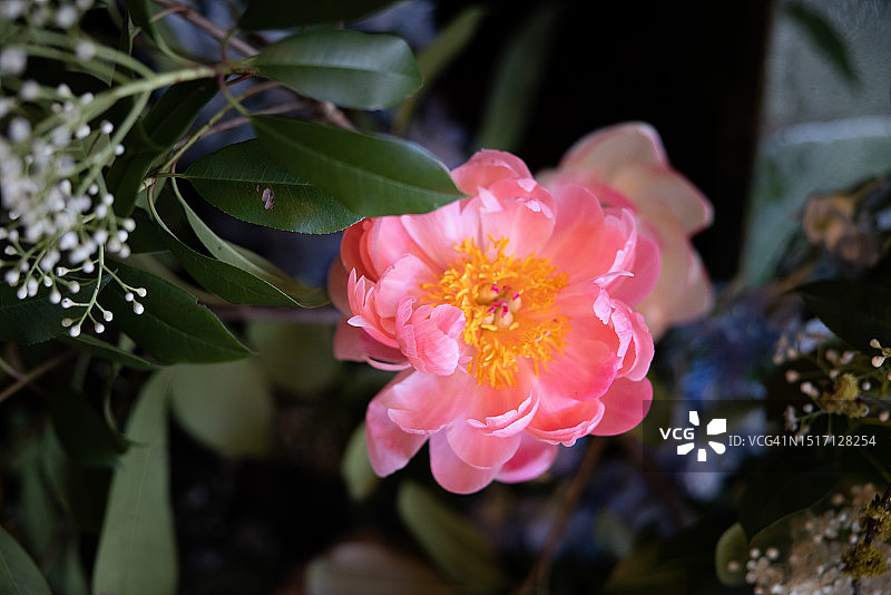 粉色花朵特写，美国图片素材