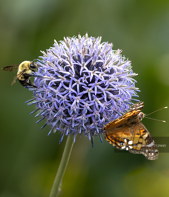 蝴蝶在花朵上授粉特写，美国赛尔本植物园图片素材
