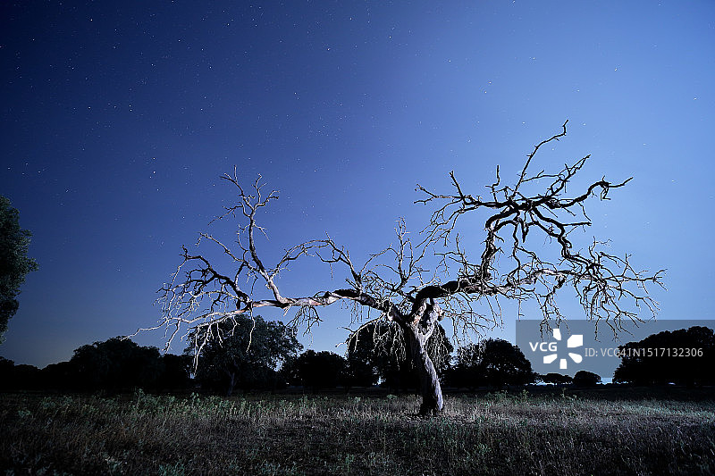 西班牙夜空下的田野树木图片素材