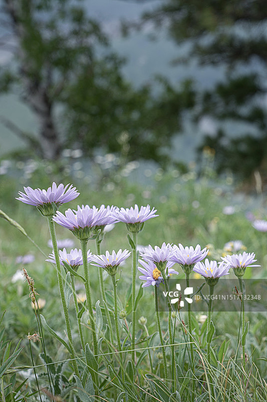 田野上紫色开花植物的特写图片素材