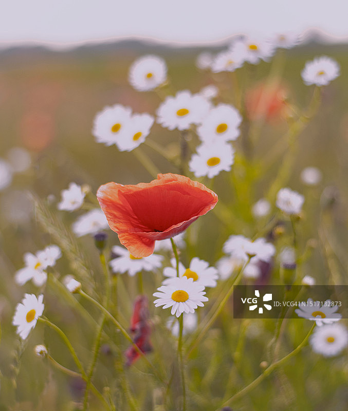田野上的红色罂粟花特写图片素材
