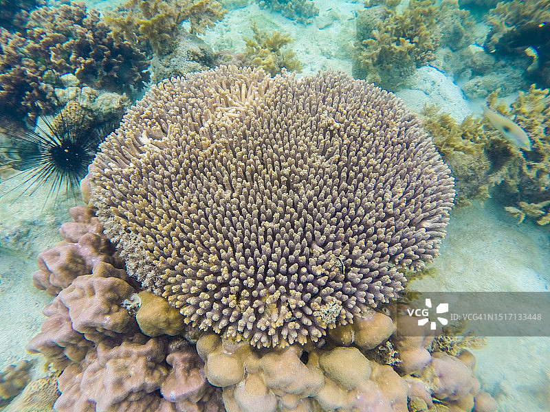 航拍海洋珊瑚礁图片素材