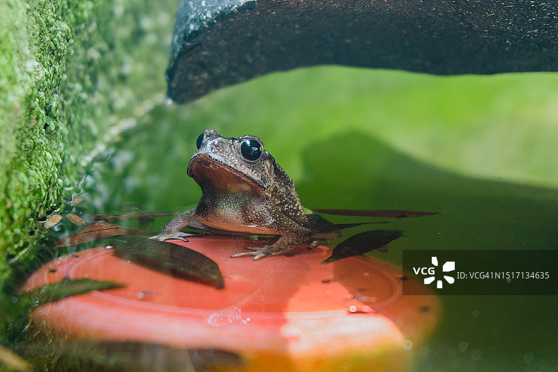 树叶上的青蛙特写图片素材