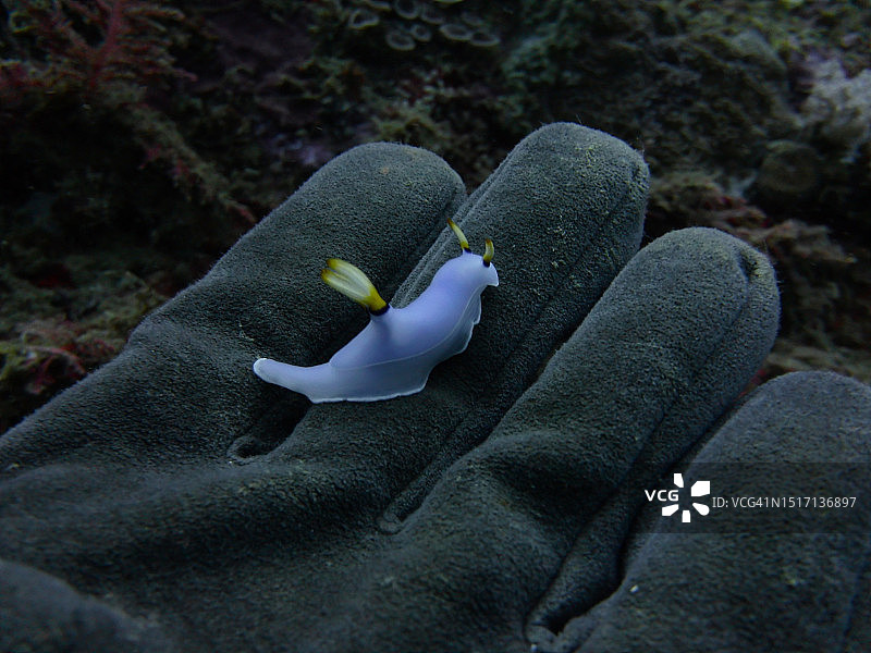 在所罗门群岛海中手持珊瑚的局部镜头图片素材