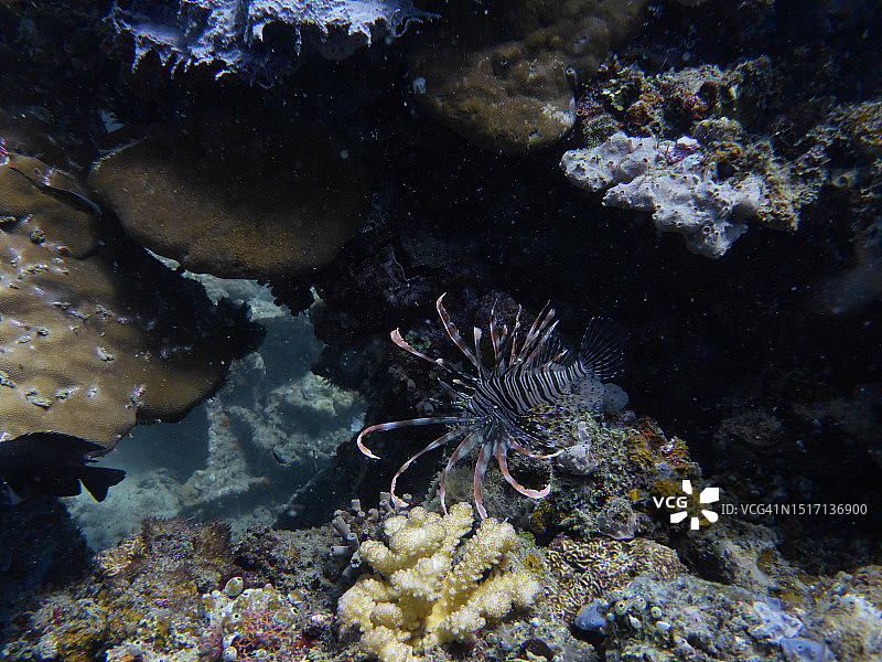 所罗门群岛的珊瑚特写图片素材