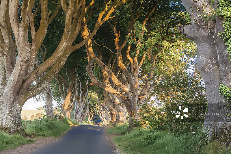 沿着树林的空旷道路图片素材