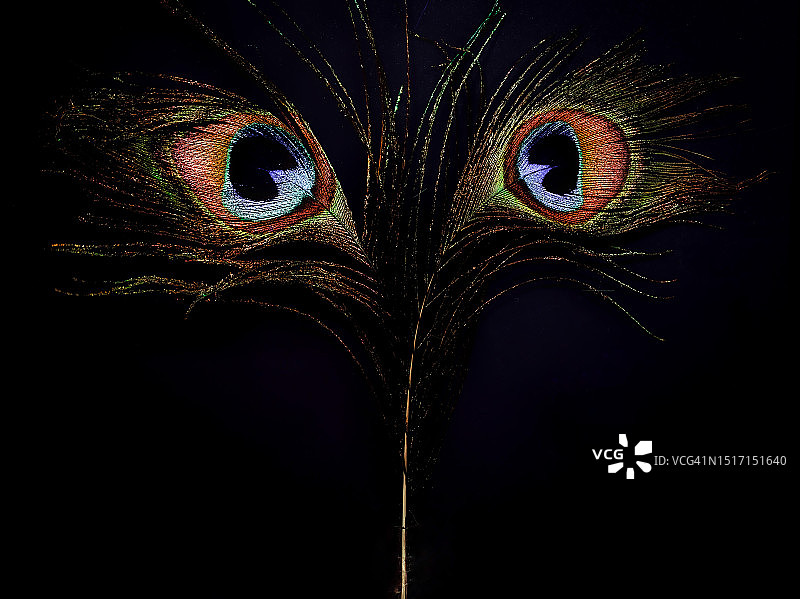 黑色背景下的孔雀羽毛特写图片素材