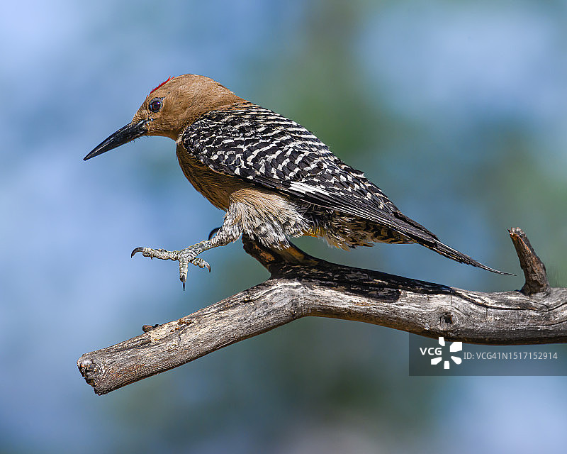 啄木鸟栖息在树枝上的特写，美国亚利桑那州赫里福德图片素材