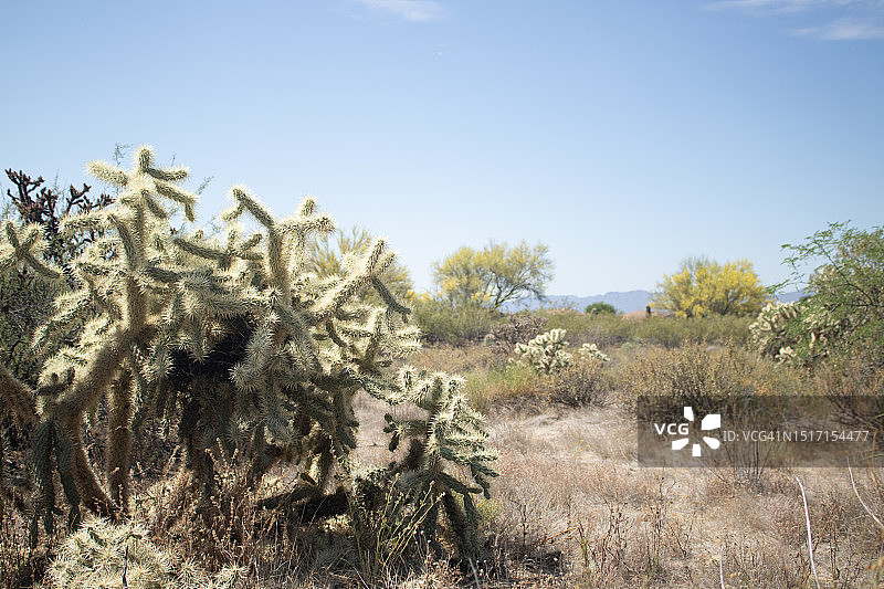 美国亚利桑那州图森：田野上的树木图片素材