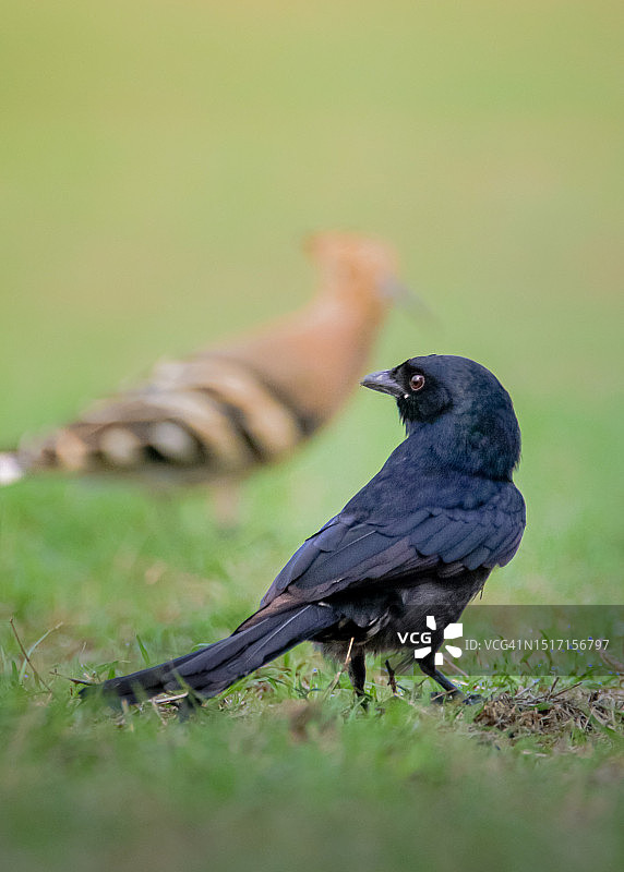 栖息在田野上的乌鸦特写图片素材