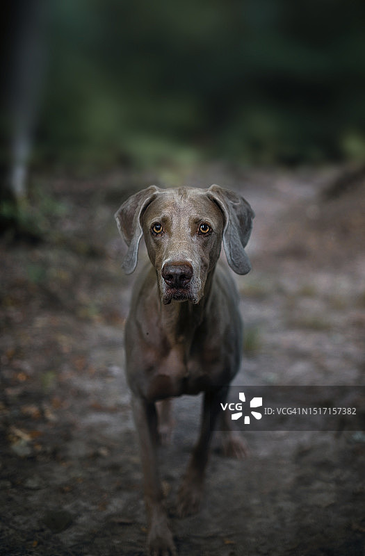 原野上的威玛猎犬肖像图片素材