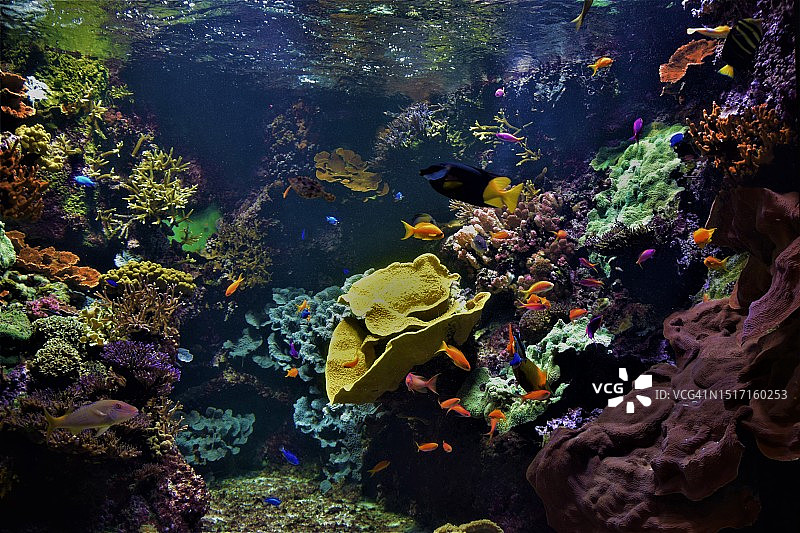 法国海中鱼群的高角度视图图片素材