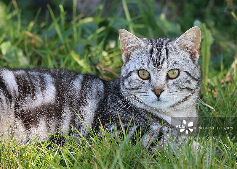 草地上的猫特写图片素材