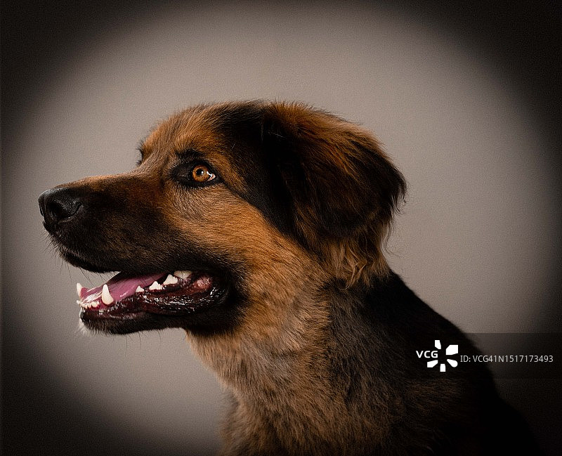 灰色背景下，纯种犬看向远方的特写图片素材