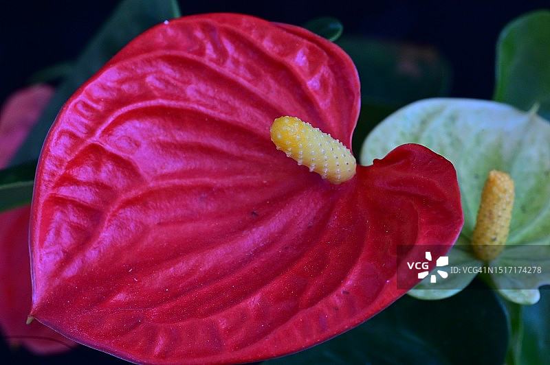 湿粉色玫瑰花特写图片素材