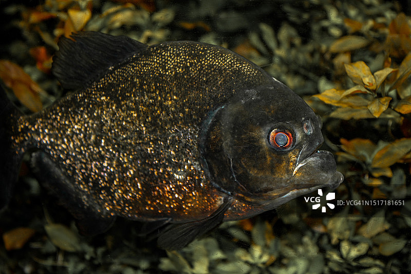 海中游动的食人鱼特写图片素材