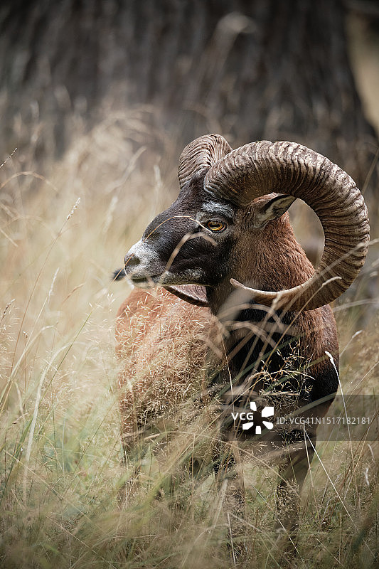 站立在田野上的山羊图片素材