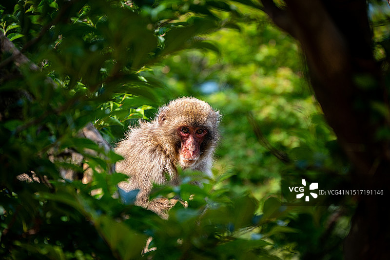 树上的猕猴肖像图片素材