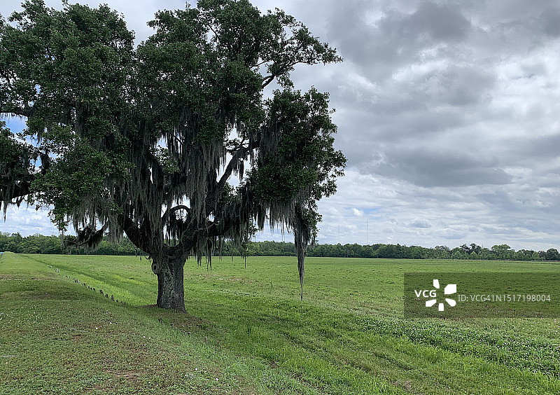 美国的田野树木图片素材