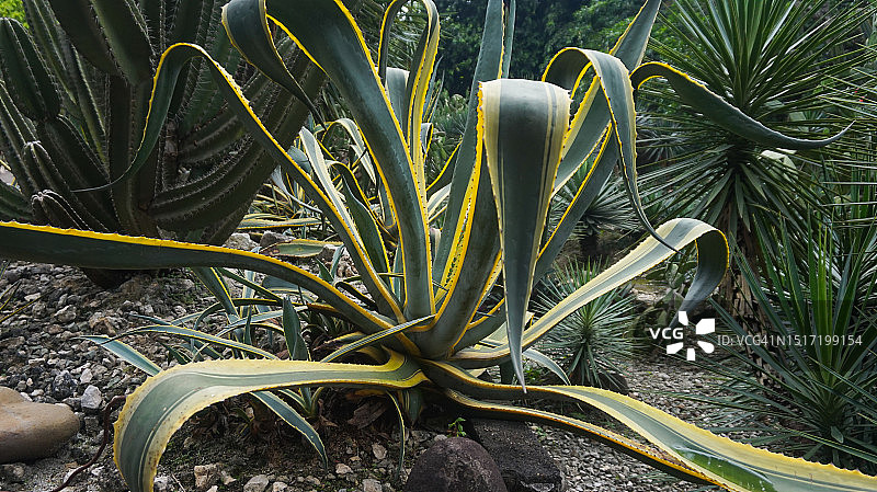 田野上植物生长的特写图片素材