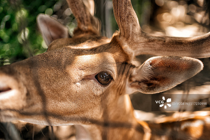 保护区内的鹿图片素材