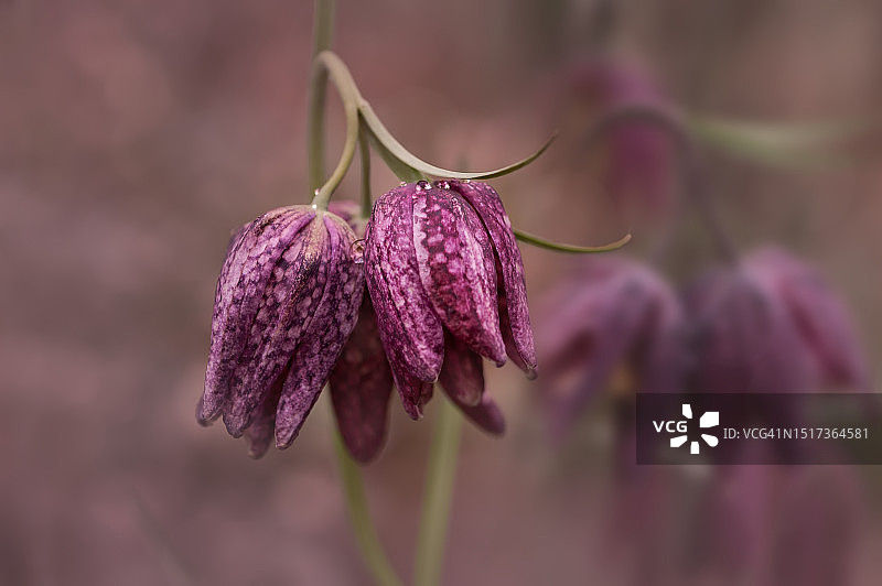 雨后贝母花特写图片素材