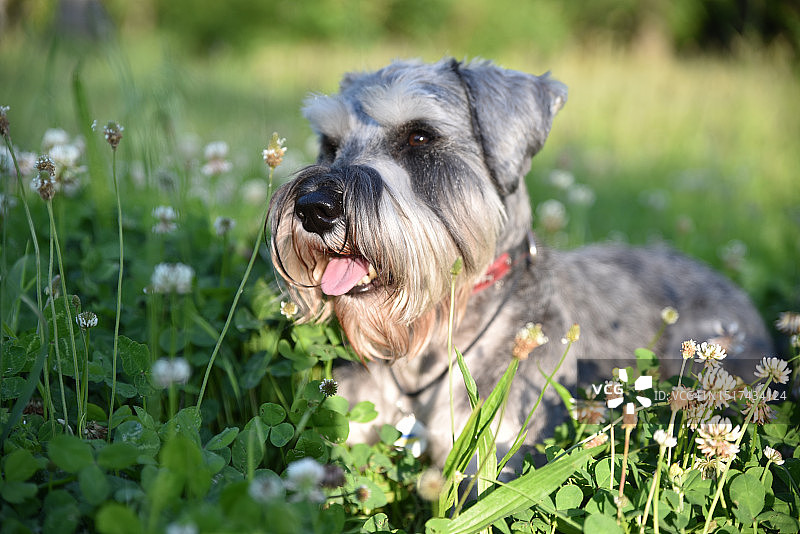 草地上的灰色小狗图片素材